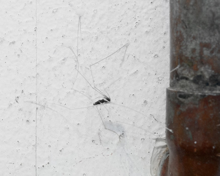 Dust Spider detail