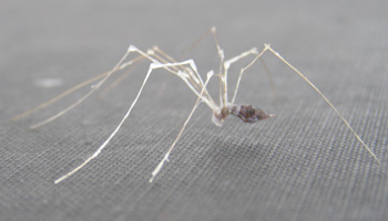 Dust Spider